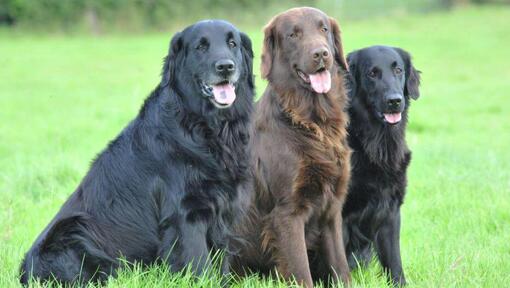 Best dog food for flat coated retrievers best sale